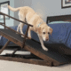 Best Dog Ramp for Bed