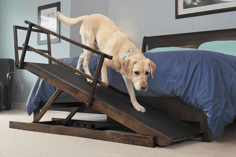 Top 10 Best Dog Ramps and Stairs For Beds and Couches