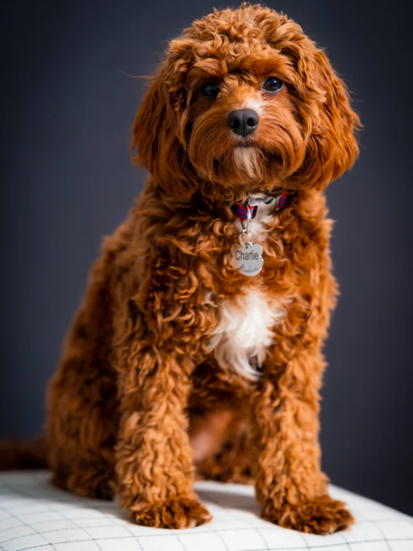 Cavalier King Charles Spaniel Poodle Mix
