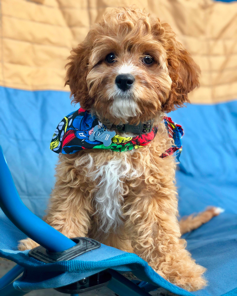 King Charles Cavalier Poodle Mix