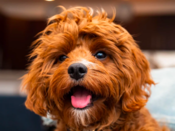 Cavoodle