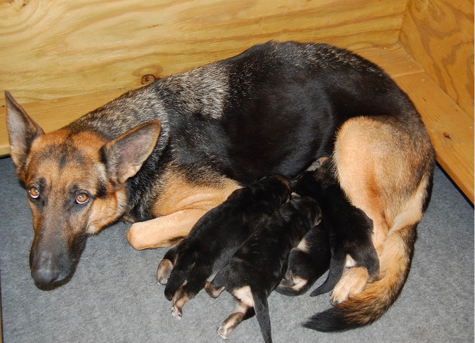 German Shepherd Puppies in North Carolina