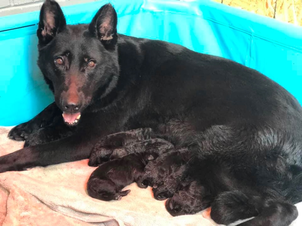 Black German Shepherds Haus von Wiese