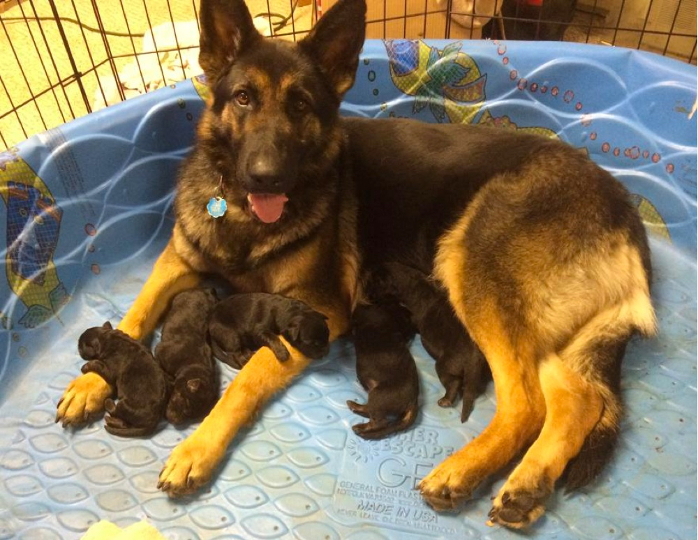 German Shepherd Puppies North Carolina