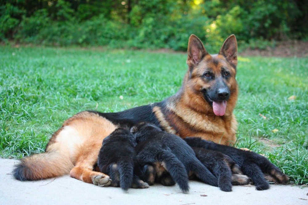 Oher Tannen German Shepherds