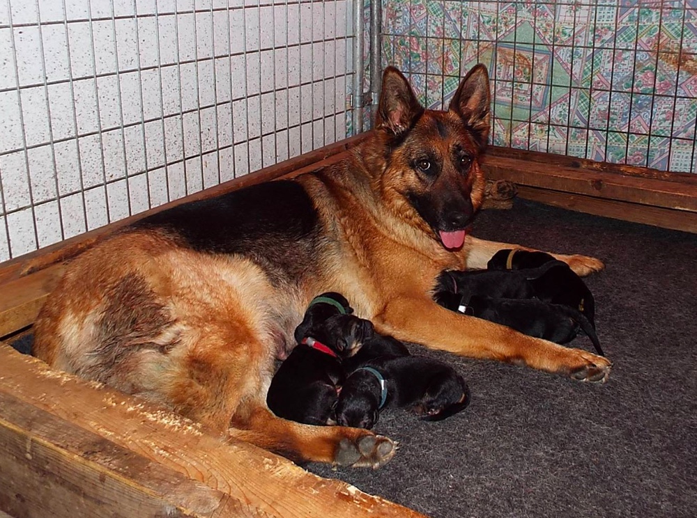 How to find Reputable German Shepherd Breeder