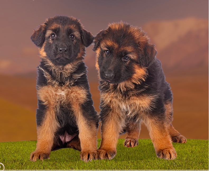 Roche’s German Shepherds