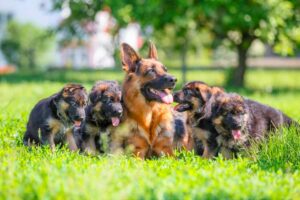 German Shepherd Breeders in North Carolina