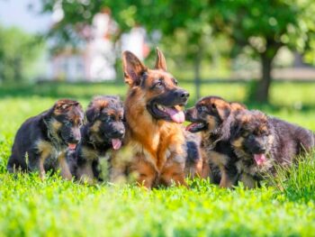 German Shepherd Breeders in North Carolina