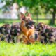 German Shepherd Breeders in North Carolina