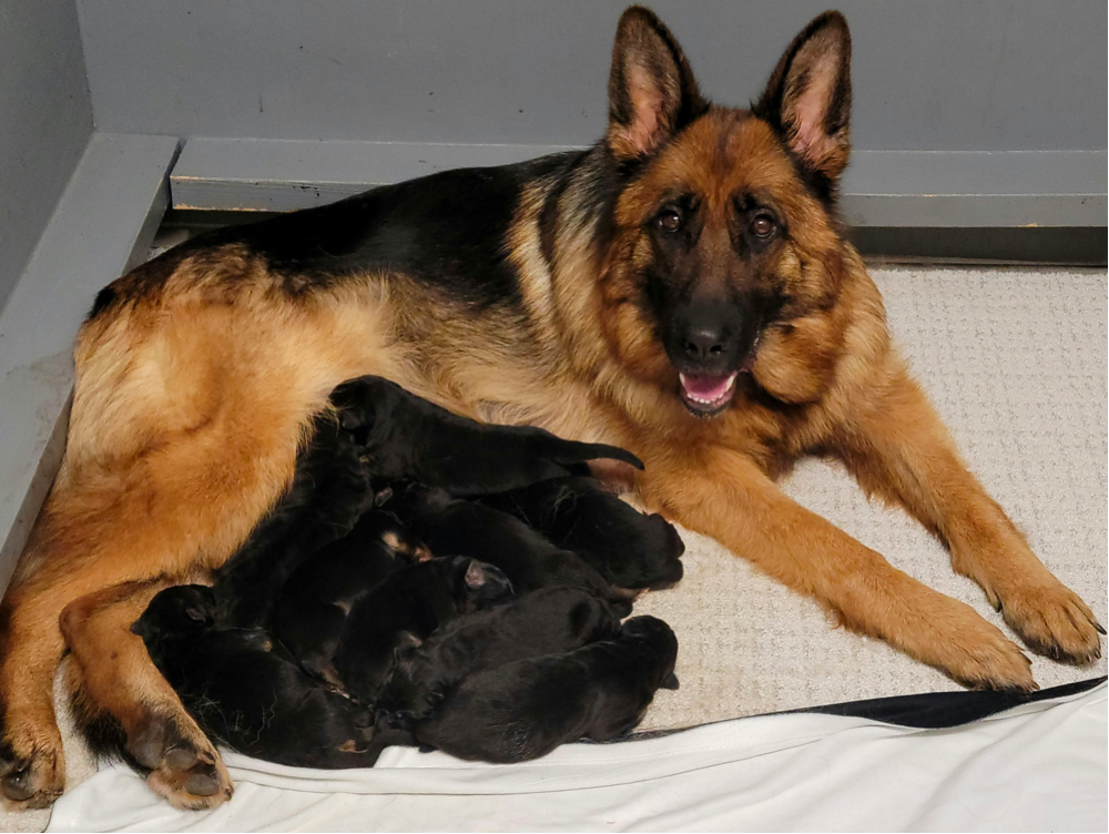 German Shepherd Breeders in North Carolina