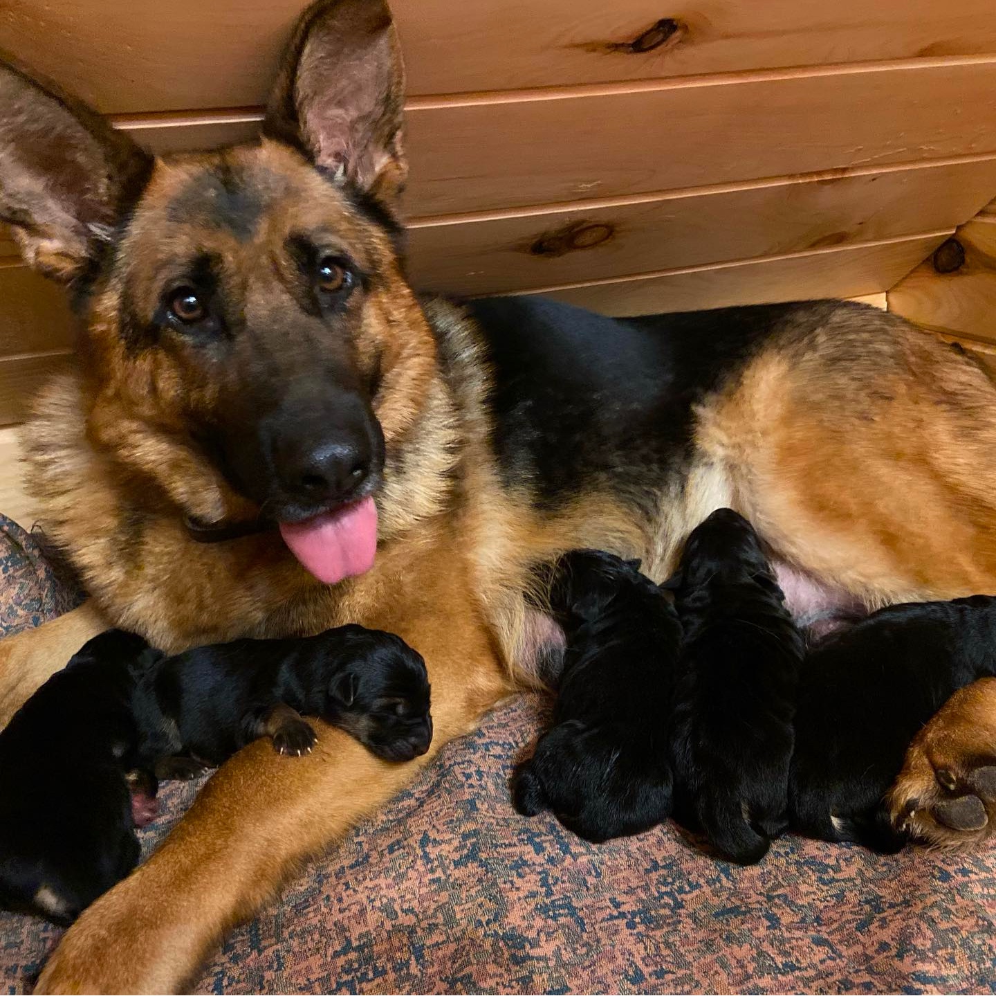 Vom Geliebten Haus German Shepherd Breeders