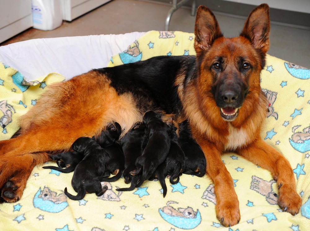 Alta-Tollhaus German Shepherds