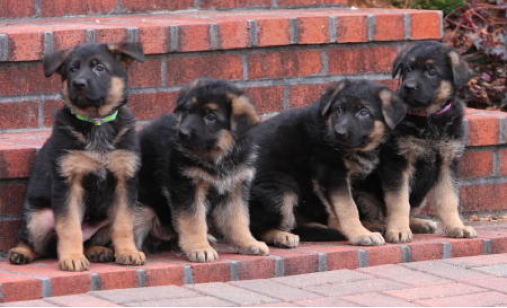 Capriole Farm German Shepherds Pennsylvania