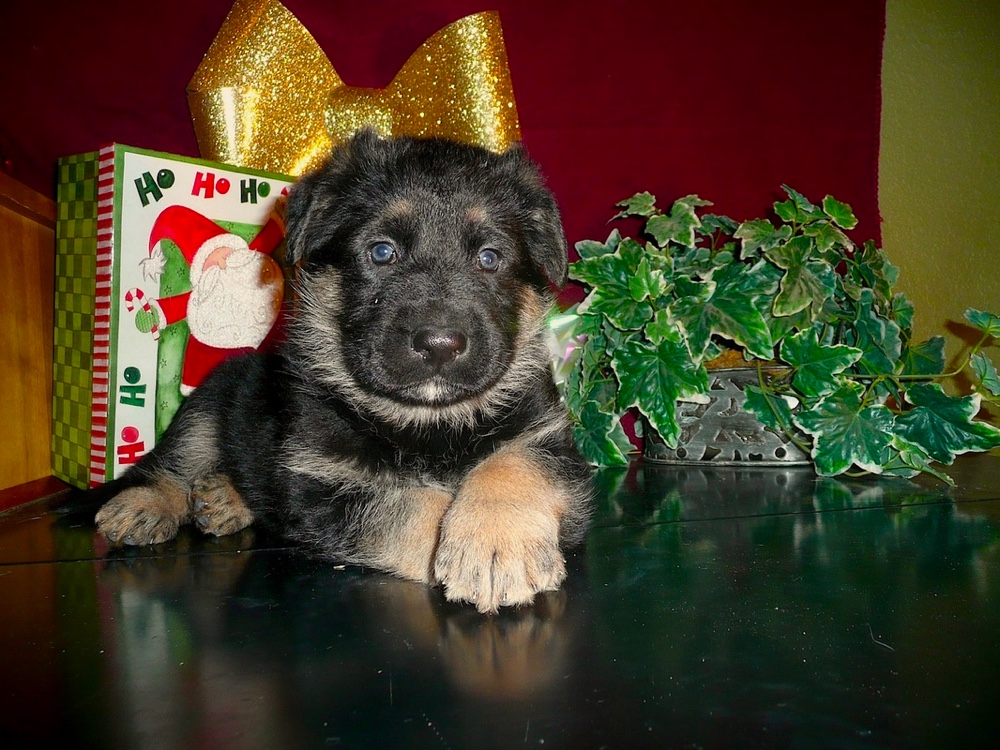 Century Farms German Shepherds of Missouri