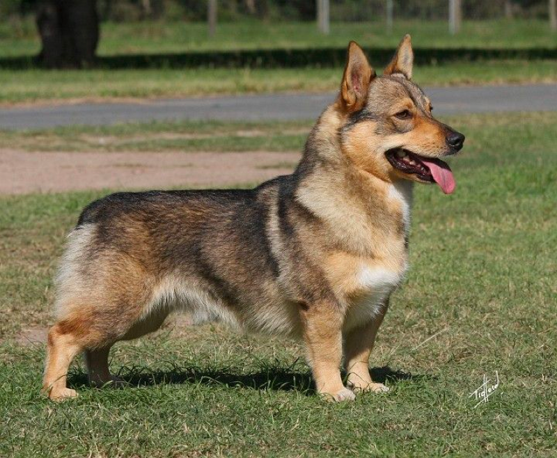 German Shepherd Corgi Mix Temperament Facts And Health Care