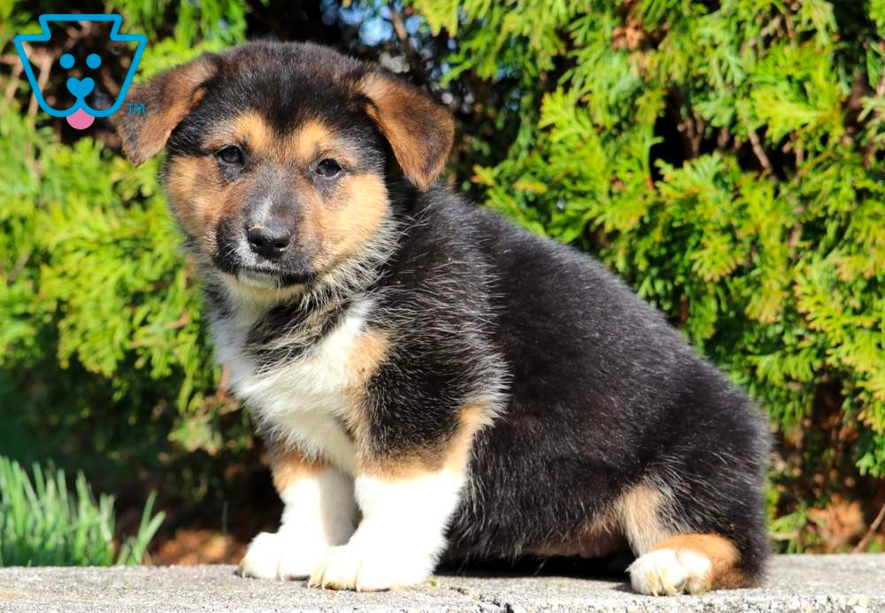 Corgi German Shepherd Mix puppy