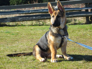 Corgi German Shepherd Mix