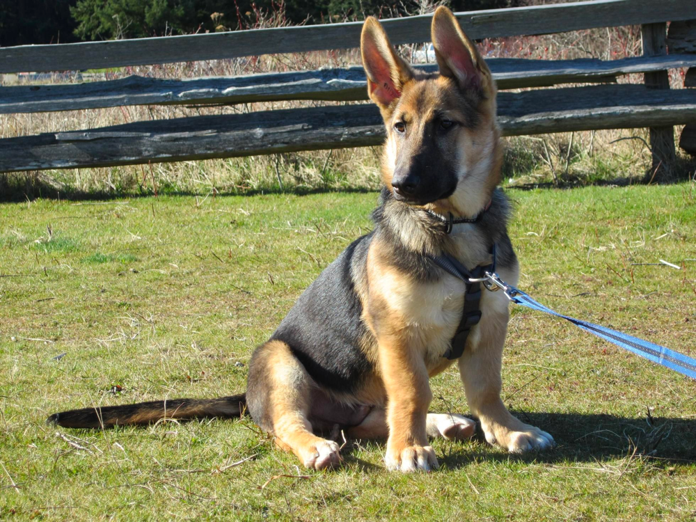 Corgi German Shepherd Mix 