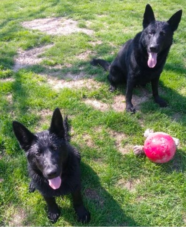 Dach Haus German Shepherds