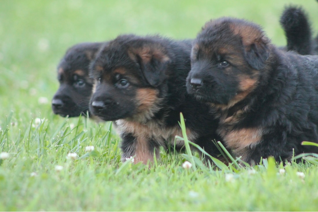 Detroit German Shepherds Vom Dana Haus