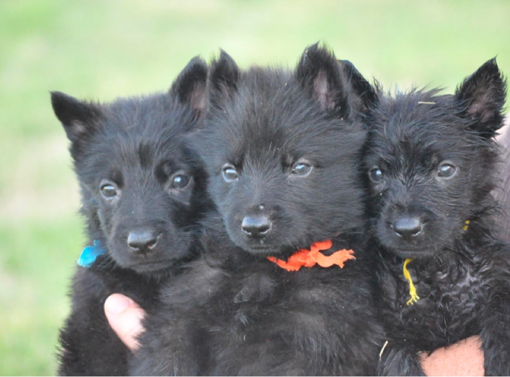 black german shepherd puppies for sale in texas