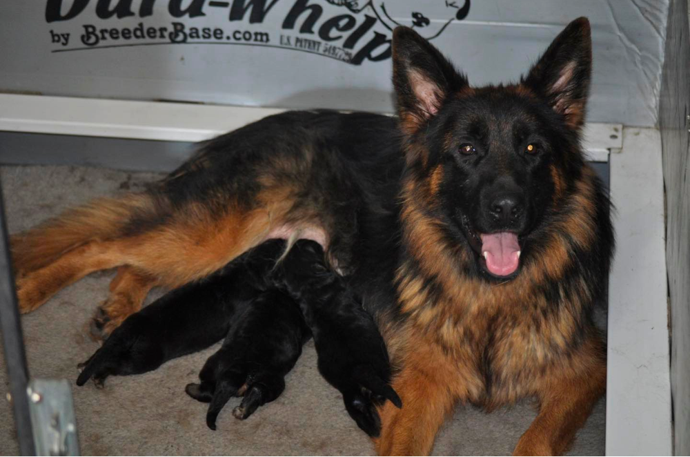 Hughston German Shepherds