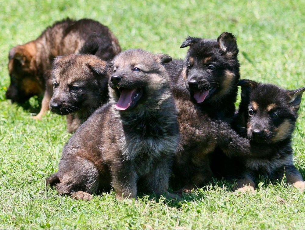 german shepherd puppies in texas