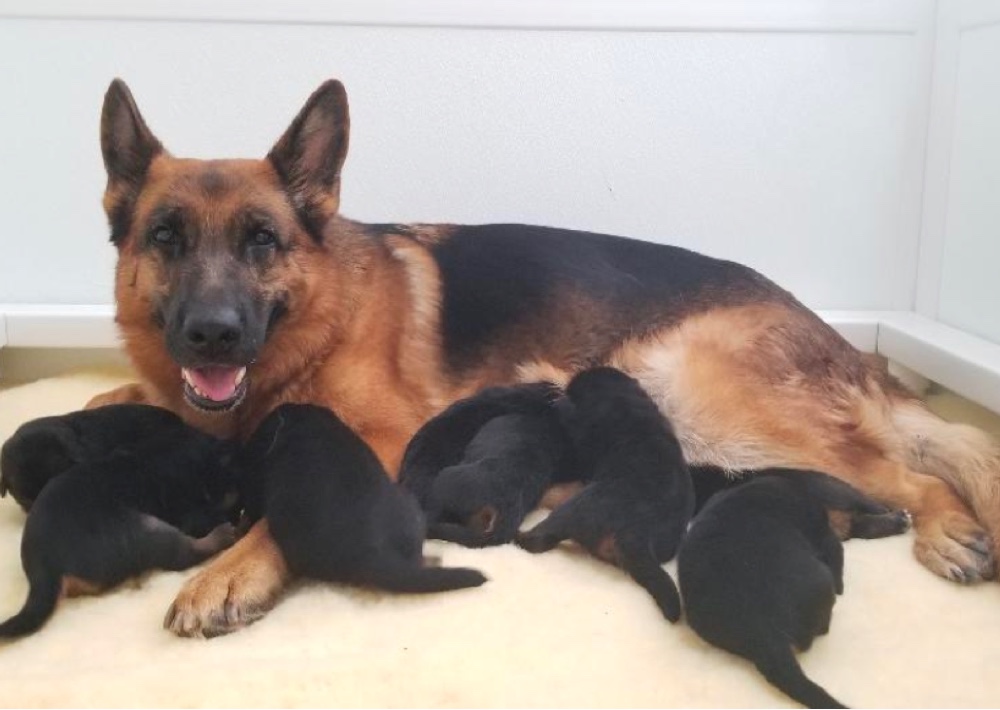 working line german shepherd breeders texas