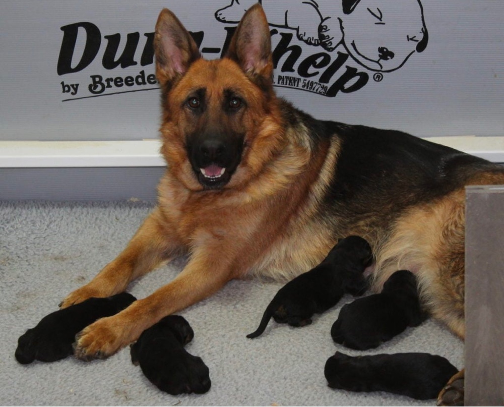 Kolenda Kennels German Shepherd Breeders