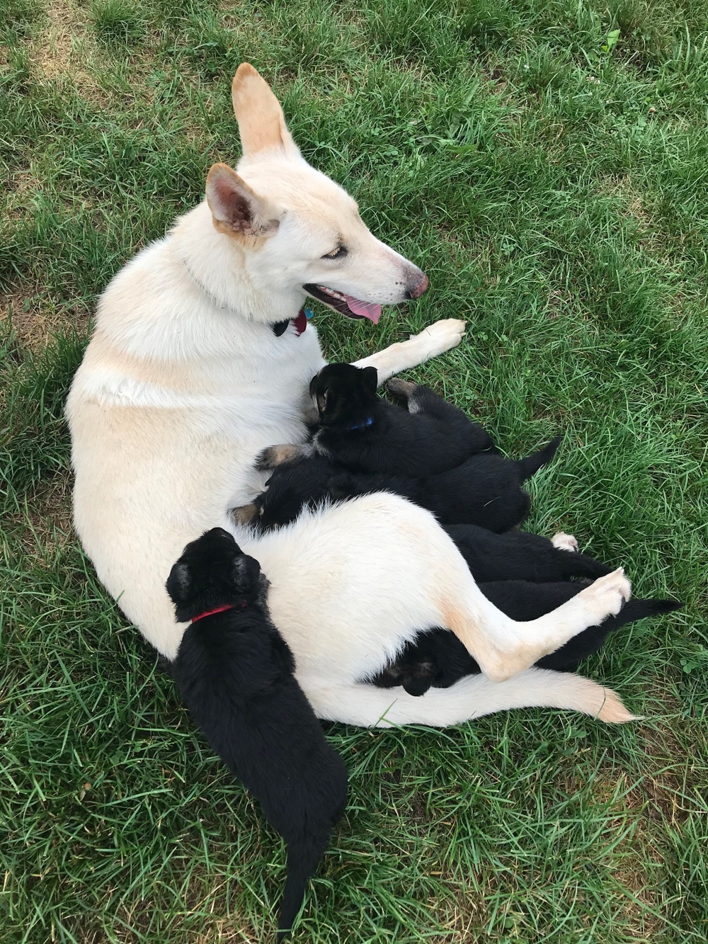 black german shepherd breeders in ohio