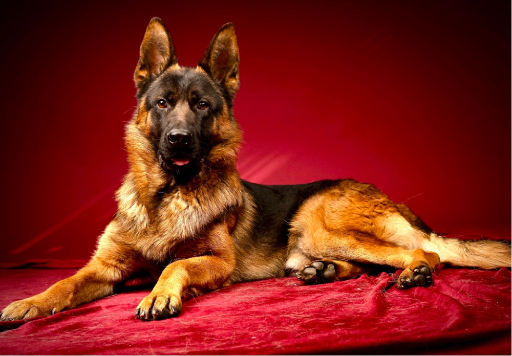 german shepherd breeders in maine