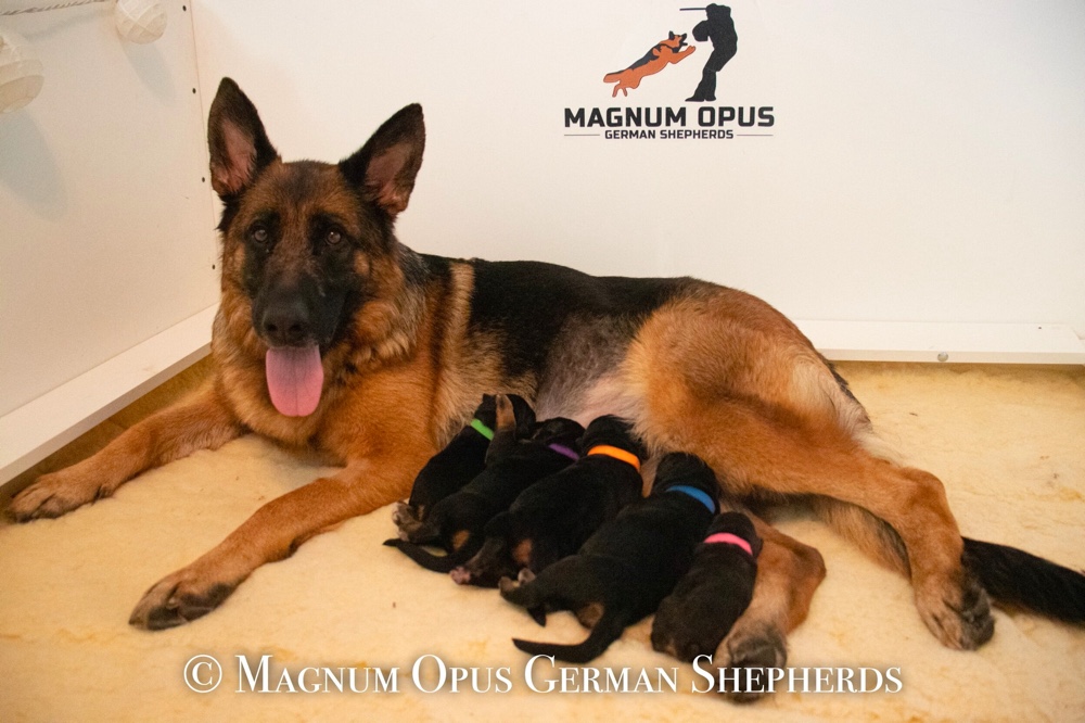 Magnum Opus German Shepherds