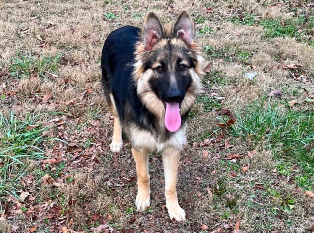 Marilyn’s German Shepherds