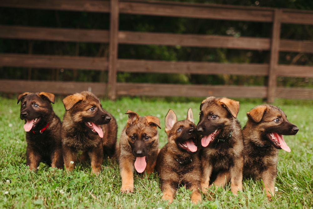 german shepherd puppies ohio