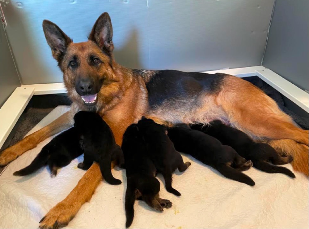 german shepherd puppies for sale in maine