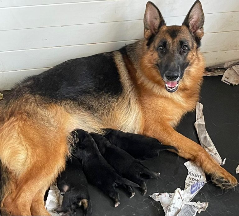 Top 10 Best German Shepherd Breeders in Texas (TX)