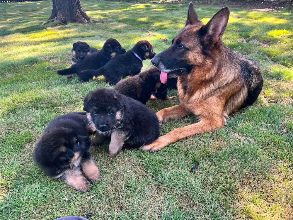 german shepherd breeders texas