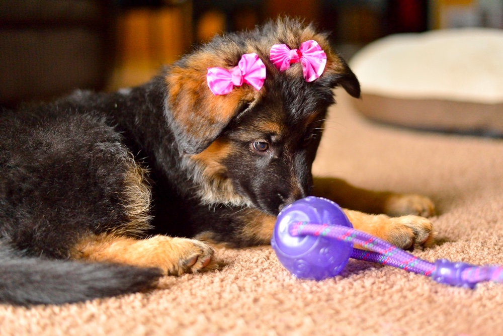 ohio german shepherds