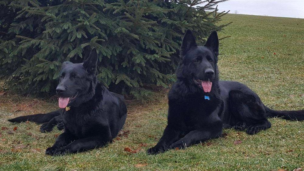 Pure Black German Shepherds of Hartland