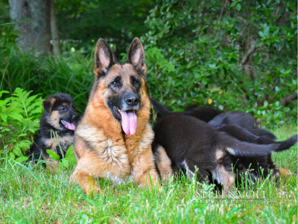 german shepherd puppies maine