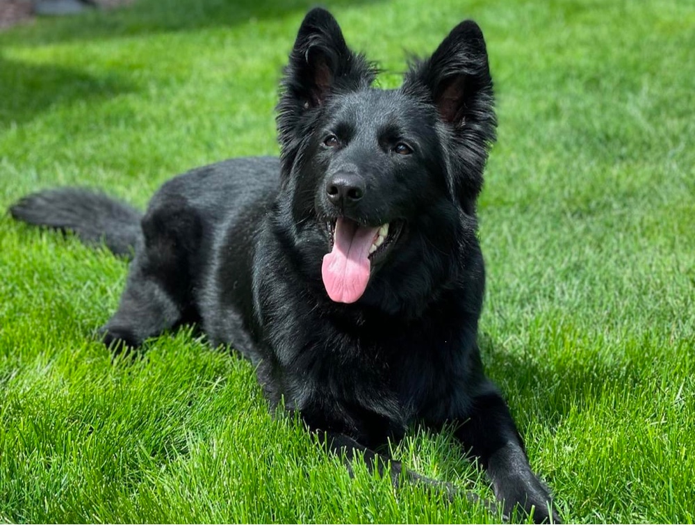 Serious Black German Shepherds