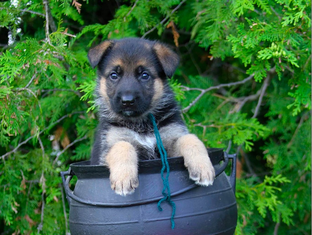 german shepherd puppies in maine