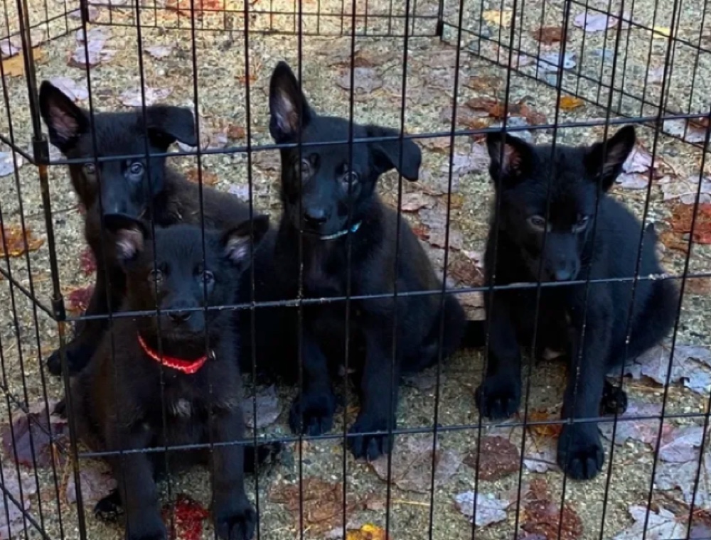 Southern Maine German Shepherd