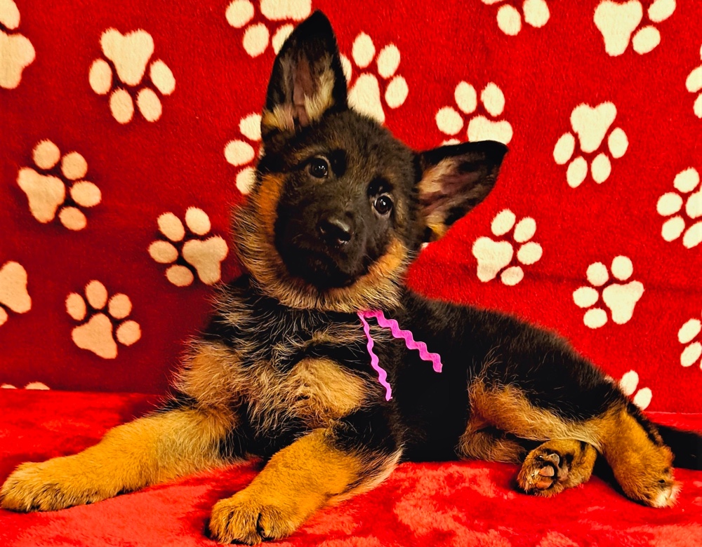 german shepherd puppies ohio