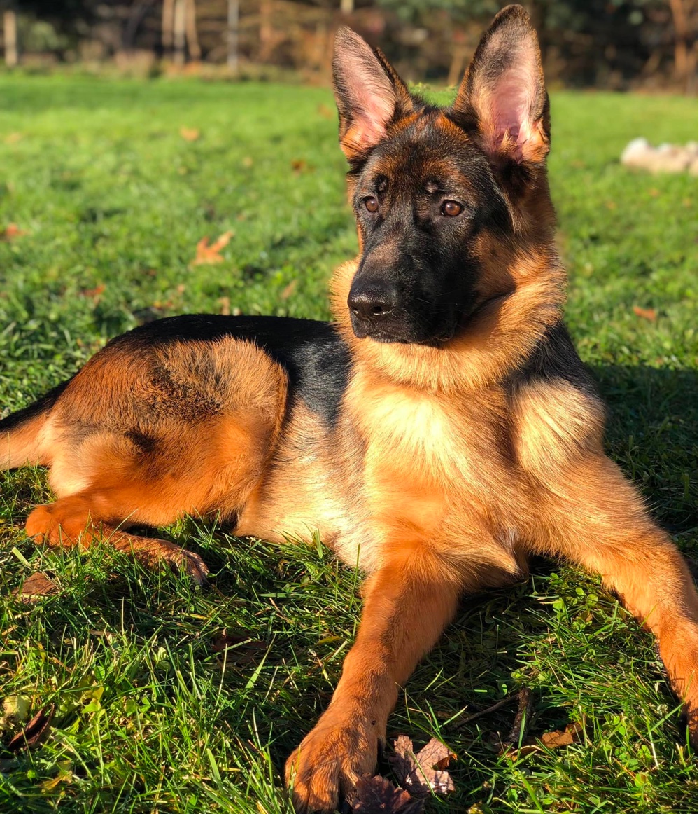 Michigan German Shepherd Breeders At James Reis Blog