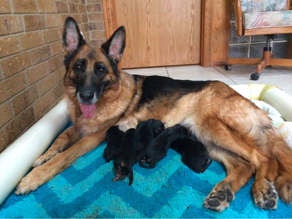 working line german shepherd breeders texas