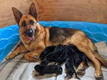 Vom Waldenhaus German Shepherds