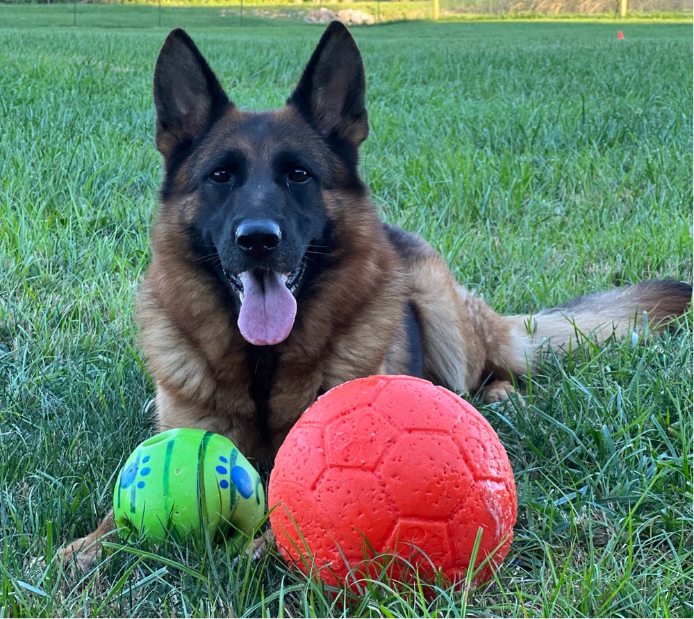 Von Buchmann German Shepherds