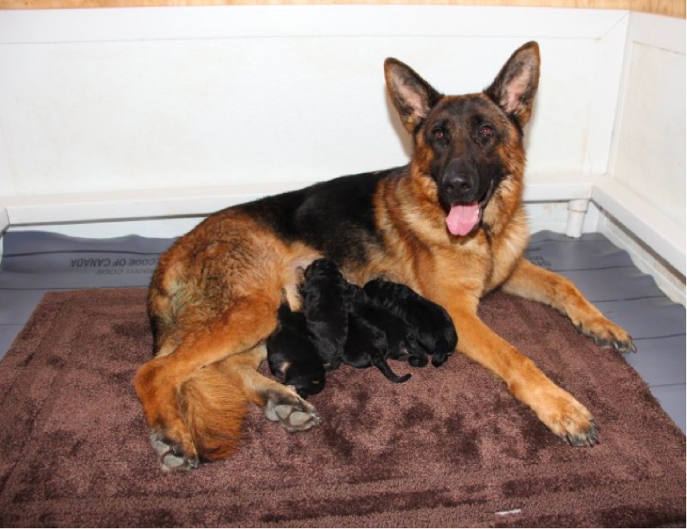 Von Der Otto German Shepherds